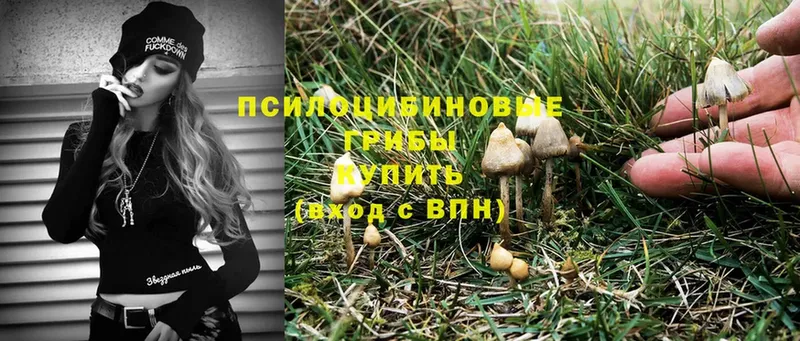 Псилоцибиновые грибы Psilocybe  где купить наркоту  Набережные Челны 